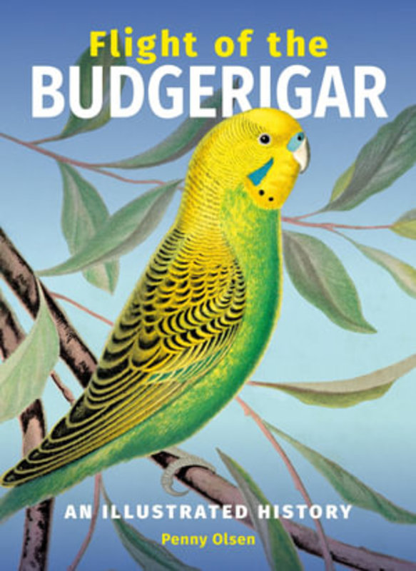 Flight-of-the-budgerigar